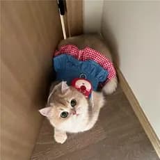 Roupas De Verão Para Animais De Estimação Vestido De Cachorro Sem Mangas Shih Tzu Cute Lotso Colete De Ganga De Urso Rou