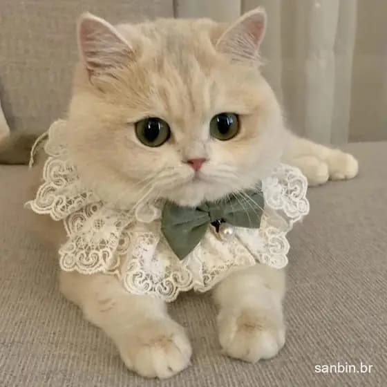 Coleira Pérola Cachorro Joalheria Casamento Gato De Seda Lenço De Fita Pingente Colar De Laço De Animal De Estimação Sat