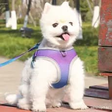 Colete Para Arnês Cães , Cor Gradiente Com Alça Reflexiva , Coleira No Peito , Ajustável