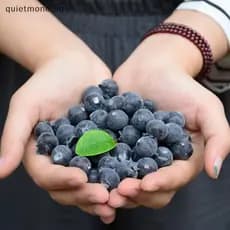QUE 20 Pcs Planta De Plástico Realista De Mirtilos Falsos Duráveis Para Configuração De Exibição De Loja De Escritório E