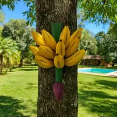 Cacho Bananas Madeira Decorativo Pendurar Parede Cozinha Varanda Rústico Tropical Casa Artesanal