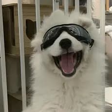 Óculos Transparentes para Cães Grandes – Proteção Solar, UV, à Prova d’Água e Vento.