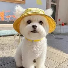 Chapéu Pet para Gato e Cachorro com Furos para Orelhas e Amarração – Estampa Vaca Tie Dye