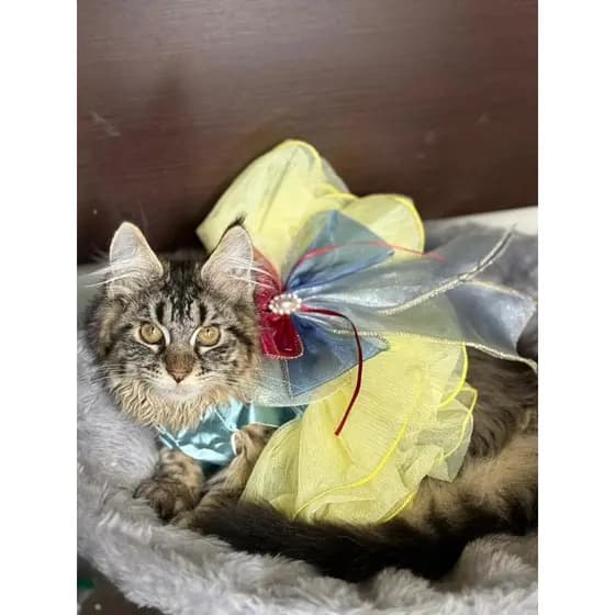 Vestido Branca de Neve para Pets | Roupa Confortável e Estilosa para Gatos e Cachorros