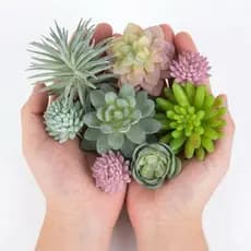 Kit c/10 Suculentas Artificiais Decorativas Sortidas