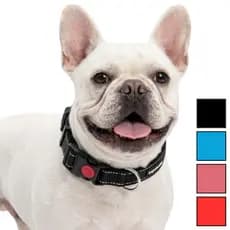 Coleira AJUSTÁVEL e SEGURA Steadfast Varias Cores para Pet RESISTENTE Confortável Coleira Reforçada