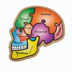 Quebra Cabeça Crânio Humano Educativo Didático Anatomia