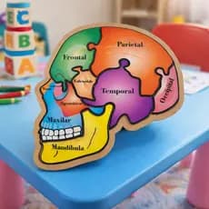 Quebra Cabeça Partes do Crânio Humano Material Didático