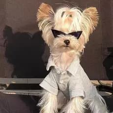 Óculos de Sol para Pets Estilo Fashion Acessório para Fotos e Passeio Cães e Gatos