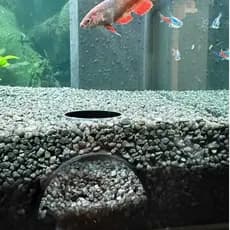 Esconderijo subterrâneo para peixes - toca para aquário - Seguro e atóxico