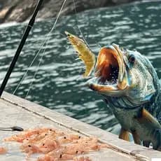 10 anzol 2/0 para iscar camarão vivo para pesca de robola, espada, pescada e outros