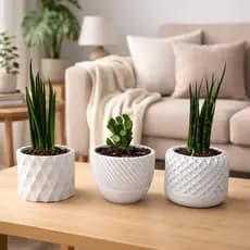 Kit Trio Cachepô para Suculentas Vasos Ornamentais Modernos Decoração Interna