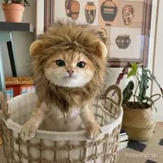 Chapéu de deformação de leão Halloween Pet Cachorro Gato Chapéu Fivela Ajustável Chapéu para Animais de Estimação