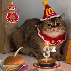 Chapéu De Aniversário Do Cão Para Shih Tzu Malha Gato Babador Engraçado Pet Boné Garçom Filhote De Cachorro Chapelaria F