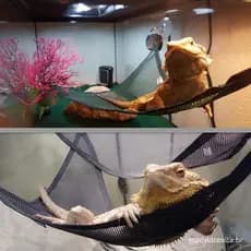 Acessórios Para Répteis Rede De Lagarto Réptil Suprimentos Animais De Estimação Escalada Leopardo gecko