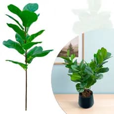 Planta Artificial Haste Ficus Lyrata 65cm Realista 13 Folhas Decorativa Permanente Sala Escritório