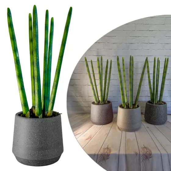Planta Artificial Lança de São Jorge 6 Hastes com Vaso Marmorizado Decorativo