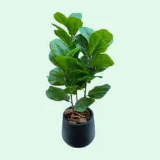 Planta Arvore Artificial Ficus Lyrata 3 Galhos 65CM Decorativa Elegante Toque Realista Sala Premium
