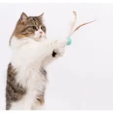 BOLA PLUMA PULA PULA PARA GATO