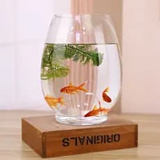 Vaso solitário Redondo Vidro Transparente Decoração de Mesa para Terrário e Aquário