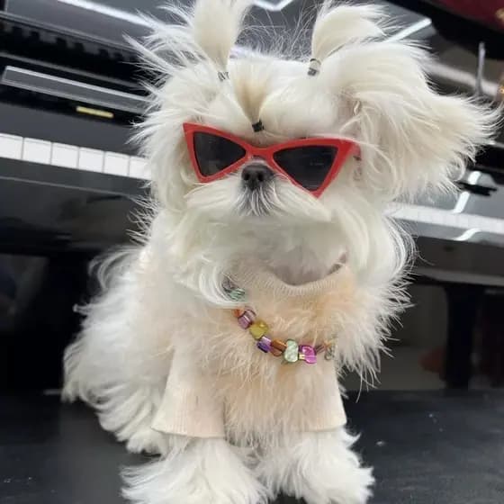 Óculos de Sol para Pet Estilo Fashion | Anti-UV Proteção para Cães e Gatos | Acessório Fofo e Estiloso Pet🔥