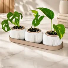 Kit Vasos Decorativos com Bandeja | Cachepô para Plantas, Sala, Escritório e Jardim