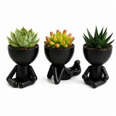 Kit 3 Mini Vasinhos Enfeite Robert para Decoração Casa Vaso de Suculentas e Cactos tamanho mini 6 cm
