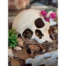 Decoração para Aquario Caveira