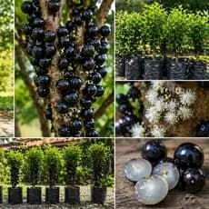 Jabuticaba Doce Suculenta Saborosa olho de boi pingo de mel gigante