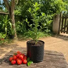 acerola Vermelha Gigante Doce Pingo de Mel saborosa