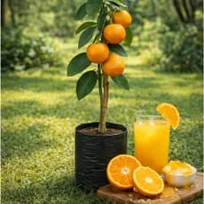 Ponkan Tangerina Bergamota doce Cheirosinha suculenta suco