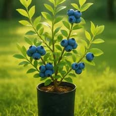 Mirtilo Fruta Exotica Americana sabor uva blueberry azul