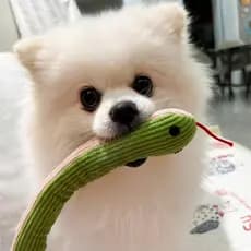 Brinquedo do cão balançando a cabeça cobra molar dentes aliviando o tédio soando auto-feliz ferramenta útil provocando g
