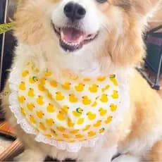 Babador para cachorro pequeno, médio e grande, novo estilo, toalha de Saliva para animais de estimação, Samoyed, Golden