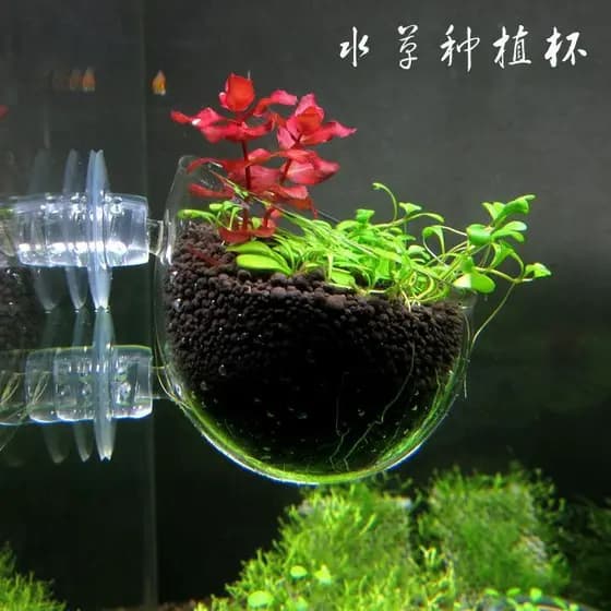 Suporte para plantas hidropônicas montado na parede para tanque de peixes Copo para plantas aquáticas Tanque de grama Po