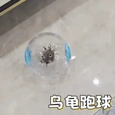 Tartaruga brinquedo especial Hamster correndo bola correndo roda rolo esportes bola suporte esquilo suprimentos andando