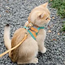 Corda de tração para gatos, tipo colete, Anti-quebra, ajustável, ferramenta útil, corrente de gato Muppet, gato azul, in