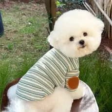 Roupas para cães legal bonito 2025 primavera outono contraste cor animal de estimação pequeno cão de tamanho médio Shiba