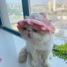 Pet gatinho chapéu linha chapéu bonito gato decoração artesanal vestir-se acessórios de orelha chapéu de lã tricô