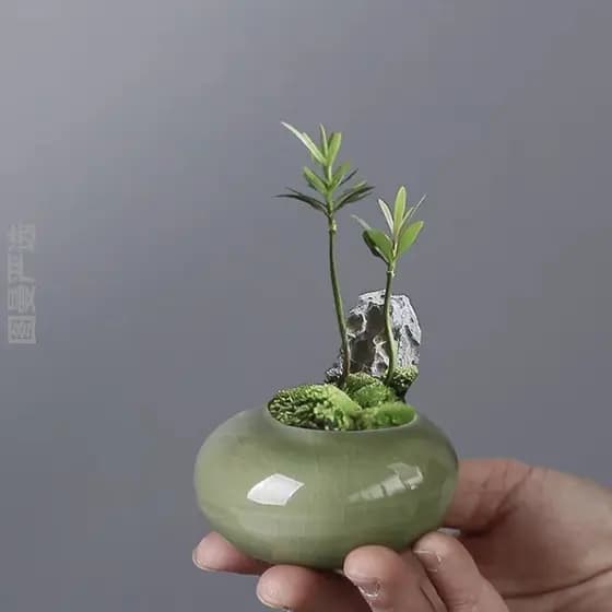 Vaso requintado de alta qualidade, jarra selada especial, Mini bambu, cipreste, Bonsai, planta verde, vaso de flores suc