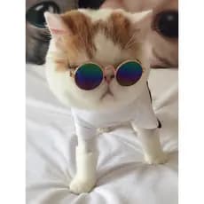 Óculos de sol para cães de estimação Shiba Inu Teddy pequeno cão de tamanho médio brinquedo criativo boneca foto óculos