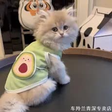 Colete verão pequeno cachorro filhotes animal de estimação estilo fino legal filhote de cachorro Bichon Teddy verão gato