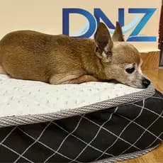 Cama para cães raças pequenas colchopet 60x40x6cm