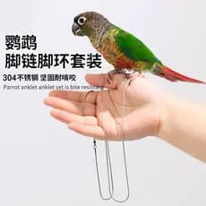 Papagaio tornozeleira de aço inoxidável tornozeleira pé pele tigre Xuanfeng pequeno sol Outing tração corda pássaro anda