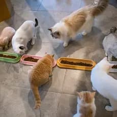 Leyou torta tigela de gato Multi-gato alimentação Anti-formiga tigela de comida de gato pet longo tigela de gato pet gat