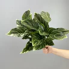 14 folhas dez mil jovens simulação planta parede planta verde parede arranjo de flores acessórios de decoração samambaia