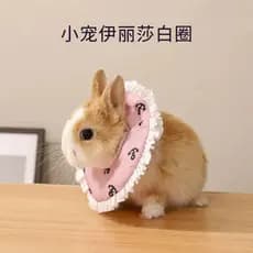 Elizabeth colar coelho mel planador Anti-lamber colar protetor cobaia Hamster pequeno animal de estimação chapelaria col