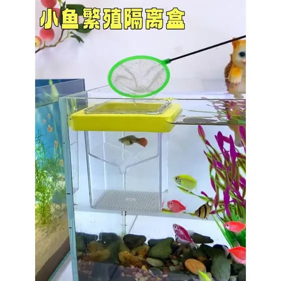 Caixa de isolamento para criação de peixes pequenos Guppy no tanque incubadora de peixes femininos acrílico pequena frit