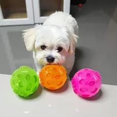 MYDOG cão voz brinquedo bola resistente à mordida elástico Pet Bichon filhotes dedicado treinamento Molar cães provocand