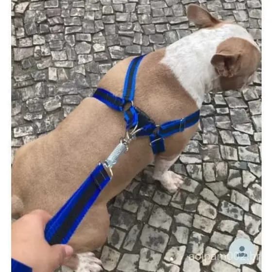 Peitoral de cachorro grande médio ou pequeno porte coleira guia Boxer Labrador Akita pastor pitbull
